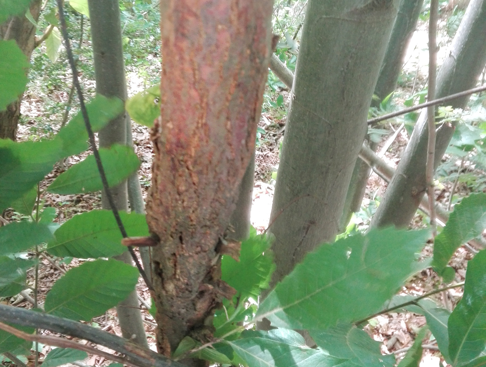 Kastanjekanker: Schadebeeld lichte zone | © Viaverda